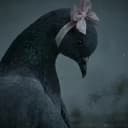 Pigeon