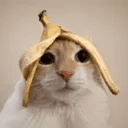 bcat