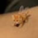 BILLI