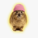 animal