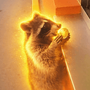 Raccoon