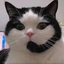 alo cat