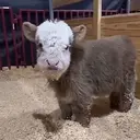 MUNCHKIN