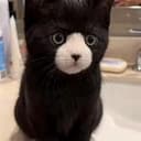 White cat