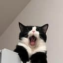 YAWN