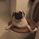 PUG