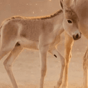 Equus