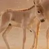 Equus