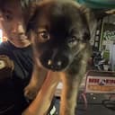 Pupjutsu
