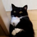 Unicat