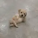 CHILLDOG