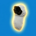 sock