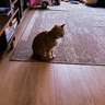 Hobbes