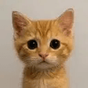 neko