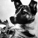 LAIKA