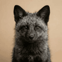 Silverfox