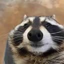 SADCOON
