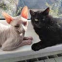 CATS