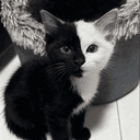 CatName