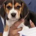 Beaglegate