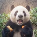 小新