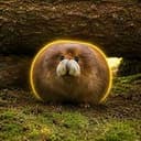 Haggis
