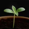 Seed🌱