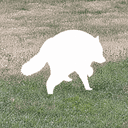 NOTCOON