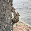 Bnut