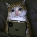 sadcat