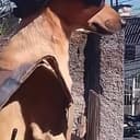 COPDOG