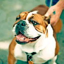 BULLDOG