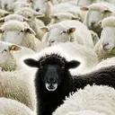 BlackSheep