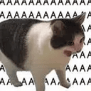 aaaaa