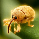 weevil
