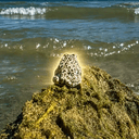 Toad
