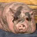 Waddles