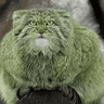 Pepe