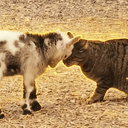 HEADBUTT