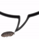 Isopod