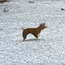 leafdog