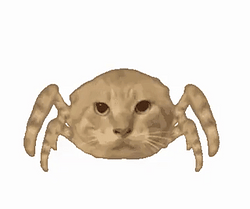 CATSPIDER