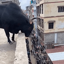 Bullrope