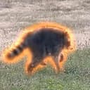 Coon