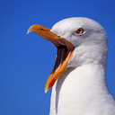 Seagull