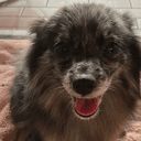 DOGE