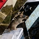 Rat