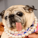 BLEPDOG