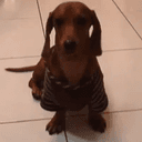 67Dog