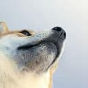 ↗